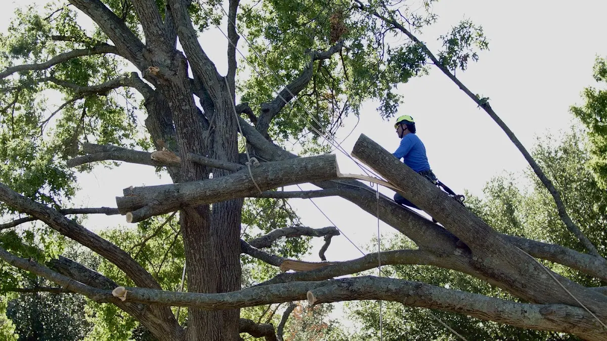 Professional Crown Thinning performed by certified arborists in Rozet