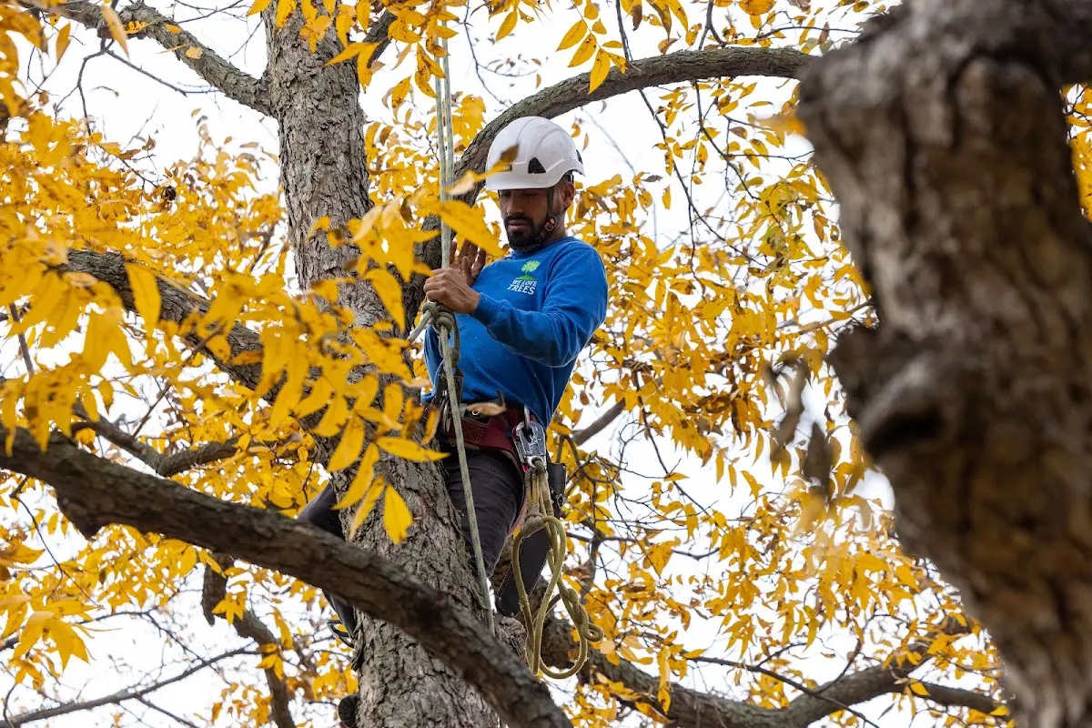 Skilled Tree Pruning crew working in Rozet